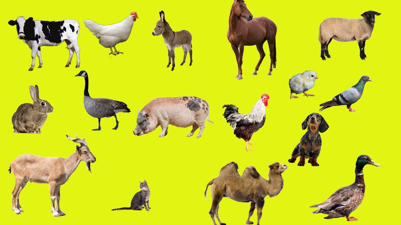 Học từ vựng tiếng Trung về tên các loài động vật