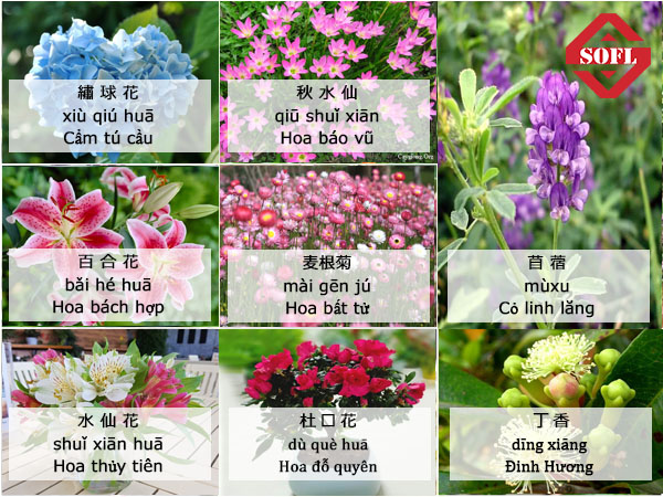 124 từ vựng tiếng Trung chủ đề Các loài hoa cực hay