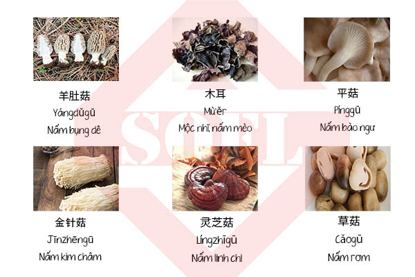 Tên tiếng Trung về các loại nấm